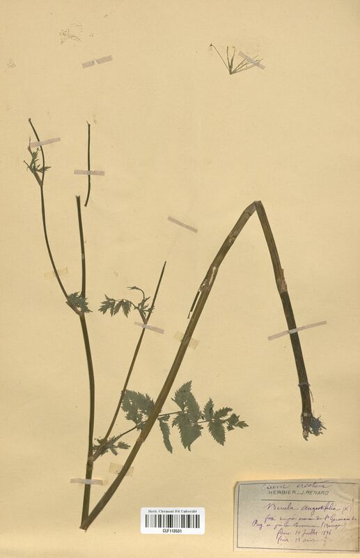 Sium erectum (Apiaceae)