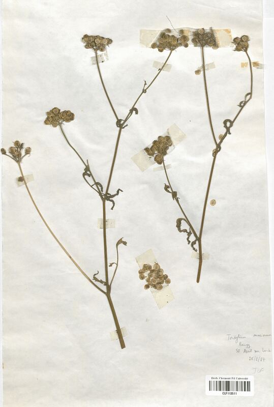 Tordylium maximum (Apiaceae)