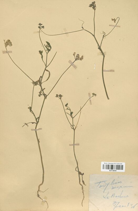 Tordylium maximum (Apiaceae)