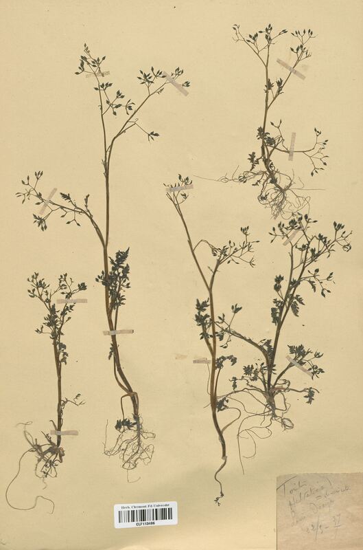 Torilis divaricata (Apiaceae)