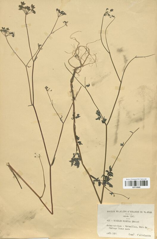 Torilis rubella (Apiaceae)