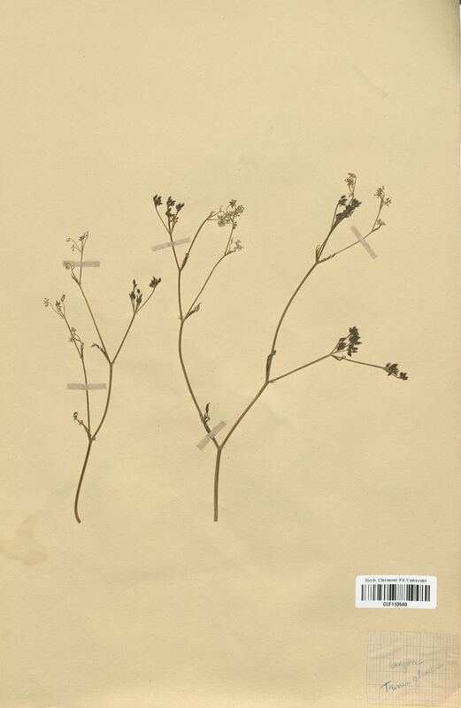 Trinia glauca (Apiaceae)