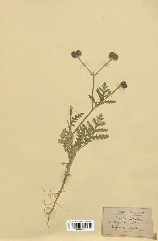 Turgenia latifolia (Apiaceae)