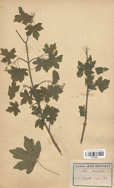 Acer campestre (Aceraceae)