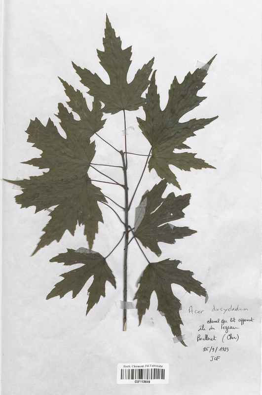 Acer dasycladum (Aceraceae)