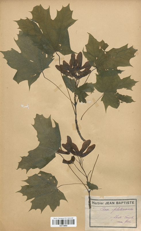 Acer platanoides (Aceraceae)
