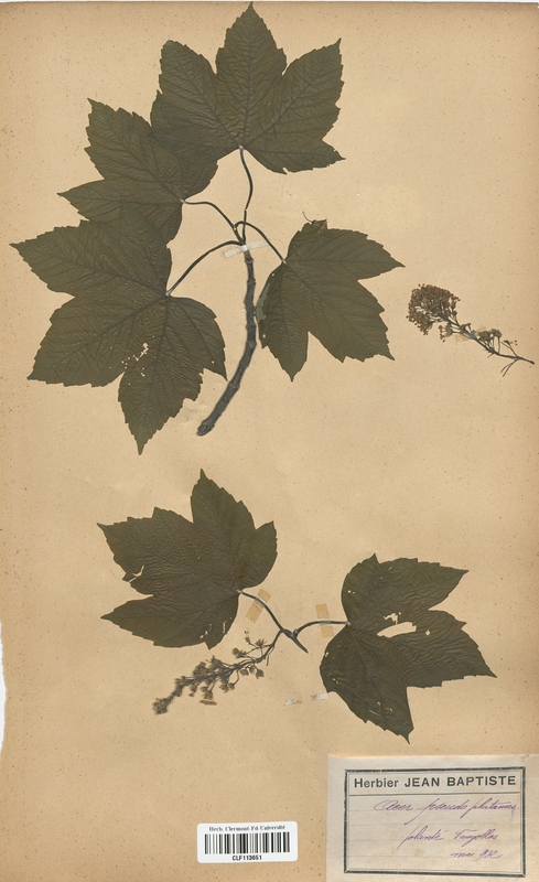 Acer pseudoplatanus (Aceraceae)