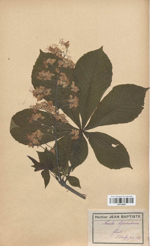 Aesculus hippocastanum (Hippocastaneaceae)