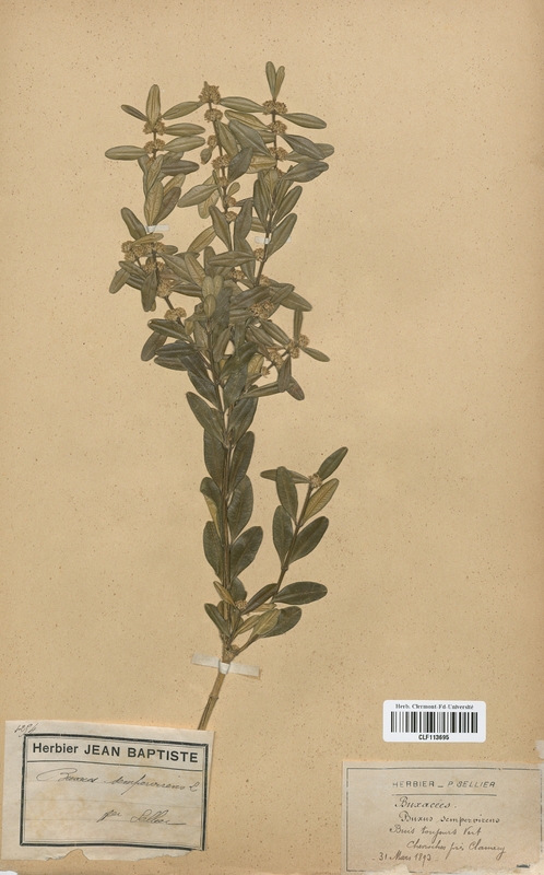 Buxus sempervirens (Buxaceae)