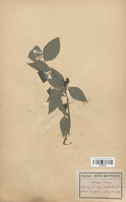 Cornus mas (Cornaceae)