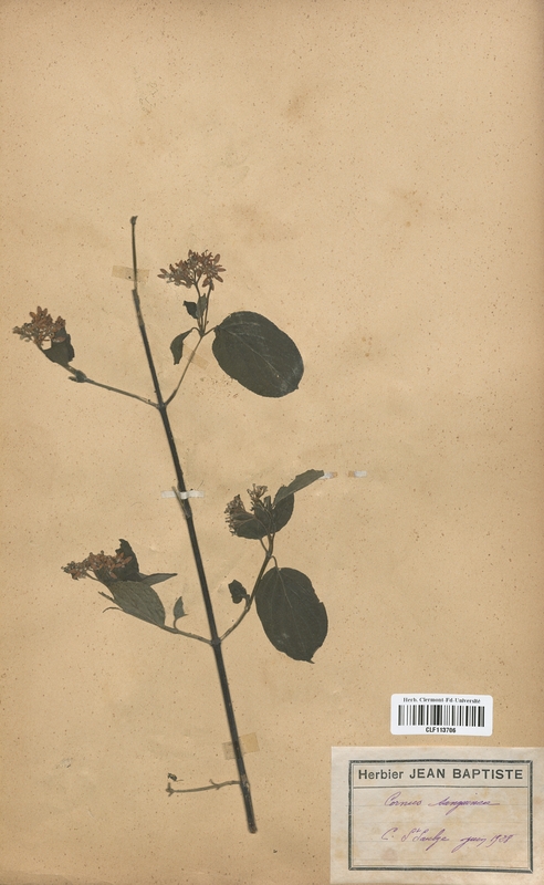Cornus sanguinea (Cornaceae)