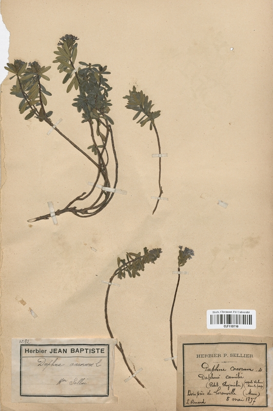 Daphne cneorum (Thymelaeaceae)
