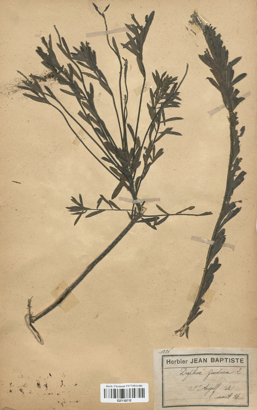 Daphne cnidium (Thymelaeaceae)
