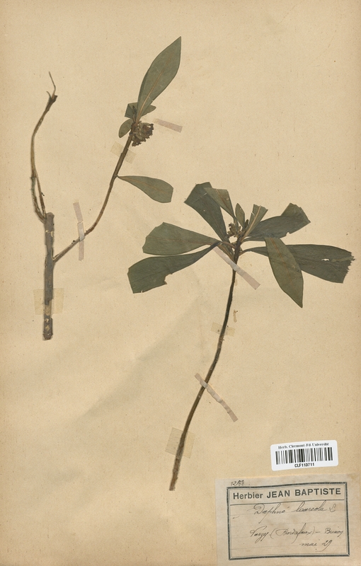 Daphne laureola (Thymelaeaceae)