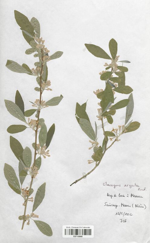 Elaeagnus argenteus (Elaegnaceae)