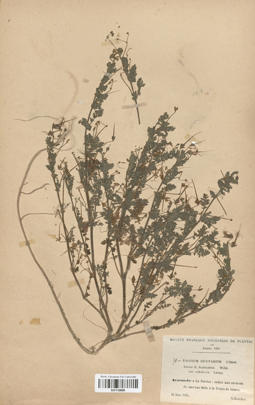Erodium cicutarium bipinnatum (Geraniaceae)