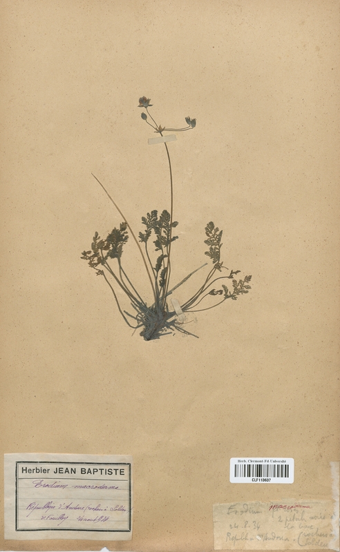 Erodium macroderma (Geraniaceae)