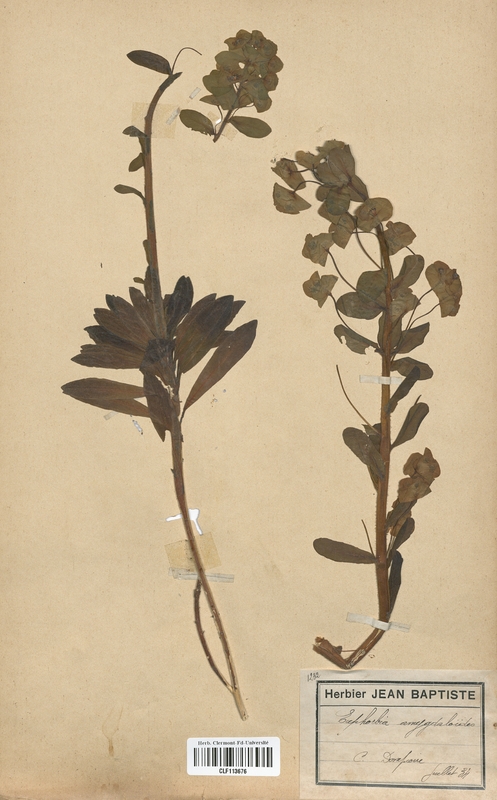 Euphorbia amygdaloides (Euphorbiaceae)