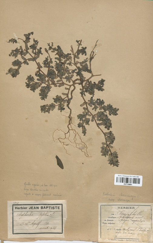 Euphorbia chamaecyse (Euphorbiaceae)