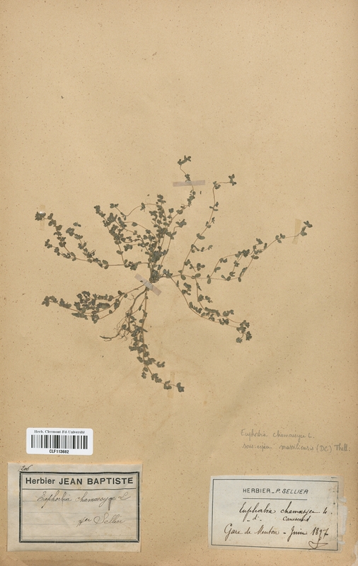 Euphorbia chamaecyse (Euphorbiaceae)