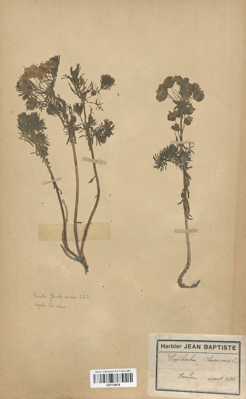 Euphorbia characias (Euphorbiaceae)