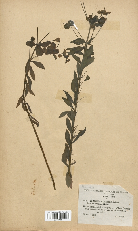 Euphorbia clementei maroccana (Euphorbiaceae)