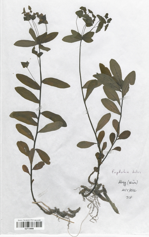 Euphorbia dulcis (Euphorbiaceae)