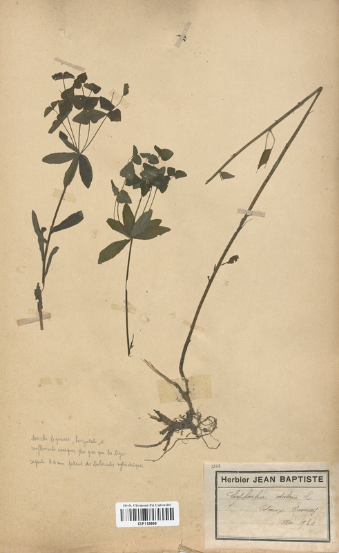 Euphorbia dulcis (Euphorbiaceae)
