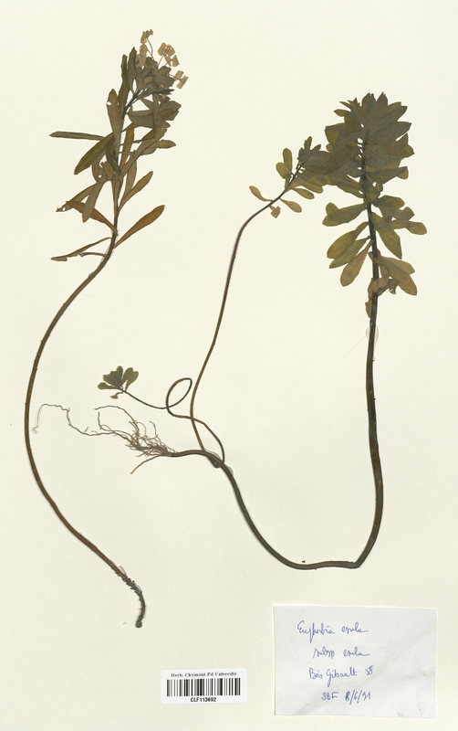 Euphorbia esula (Euphorbiaceae)