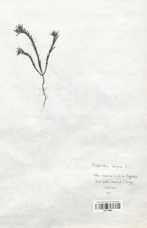 Euphorbia exigua (Euphorbiaceae)