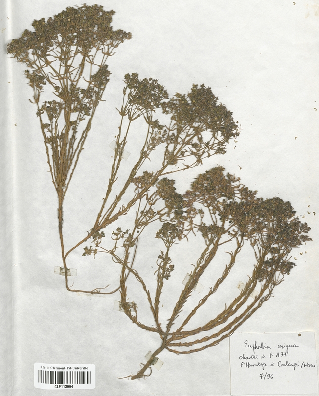 Euphorbia exigua (Euphorbiaceae)