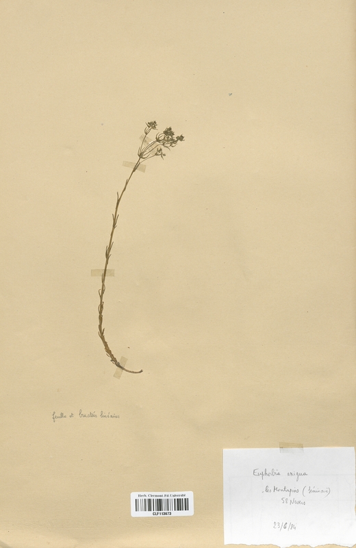 Euphorbia exigua (Euphorbiaceae)
