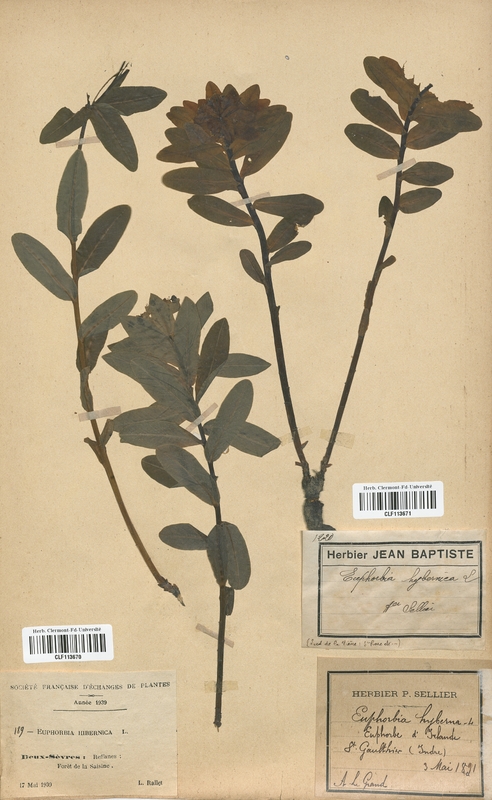 Euphorbia hyberna (Euphorbiaceae)