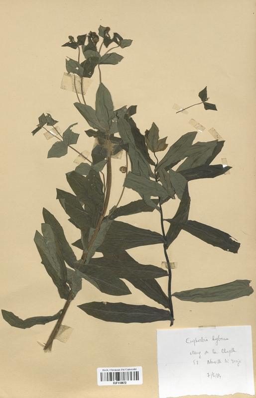 Euphorbia hyberna (Euphorbiaceae)