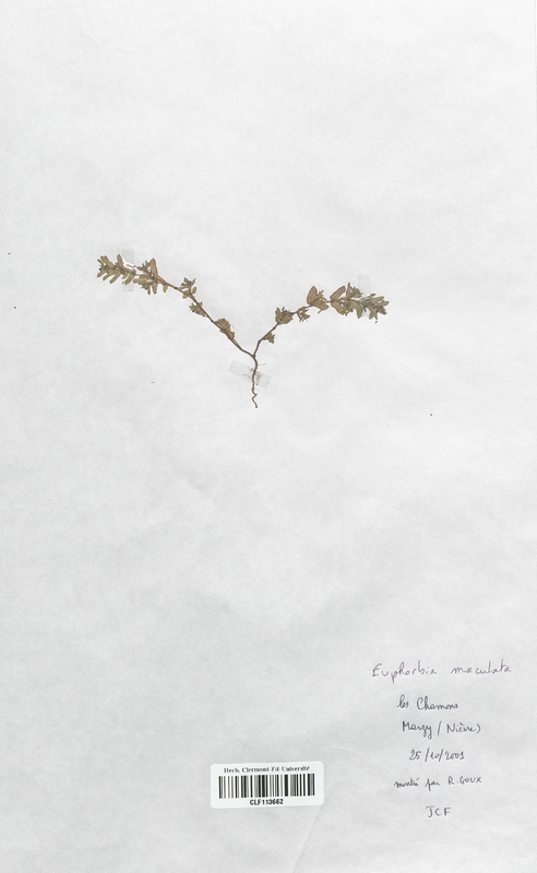 Euphorbia maculata (Euphorbiaceae)