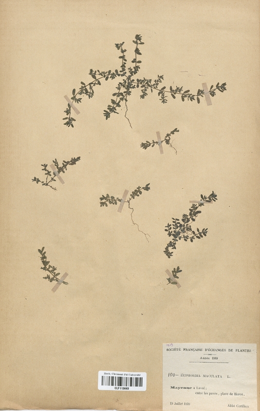 Euphorbia maculata (Euphorbiaceae)