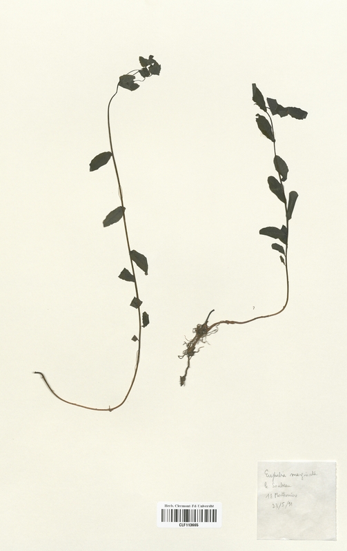 Euphorbia marginata (Euphorbiaceae)
