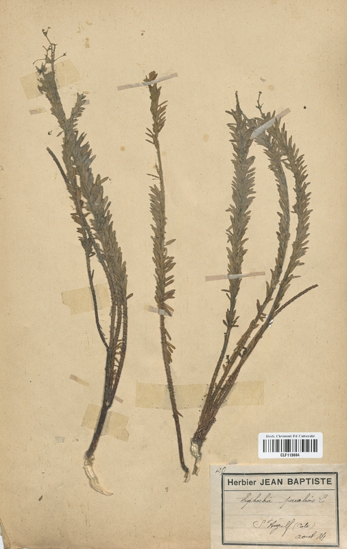 Euphorbia paralios (Euphorbiaceae)