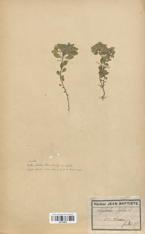 Euphorbia peplis (Euphorbiaceae)