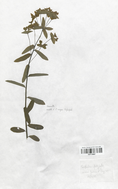 Euphorbia platyphillos (Euphorbiaceae)