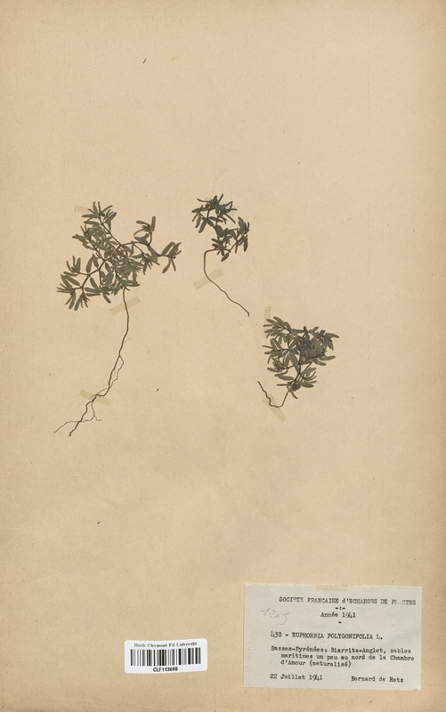 Euphorbia polygonifolia (Euphorbiaceae)