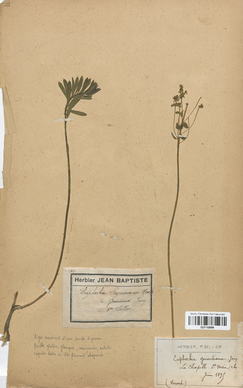 Euphorbia seguieriana (Euphorbiaceae)