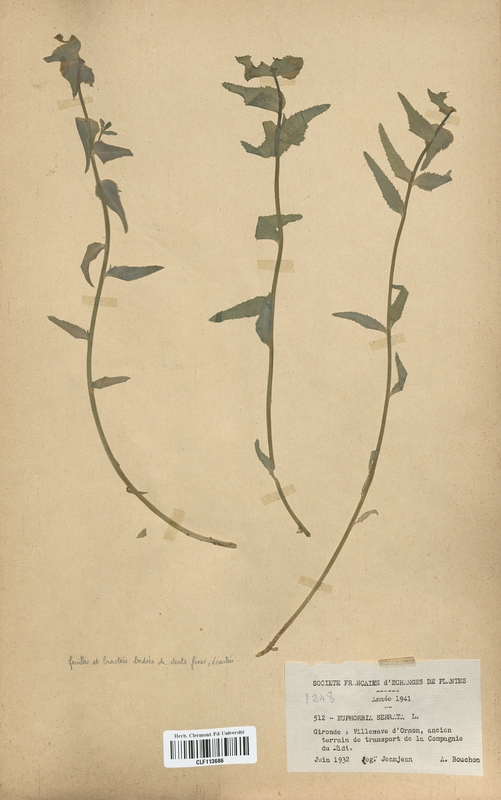 Euphorbia serrata (Euphorbiaceae)