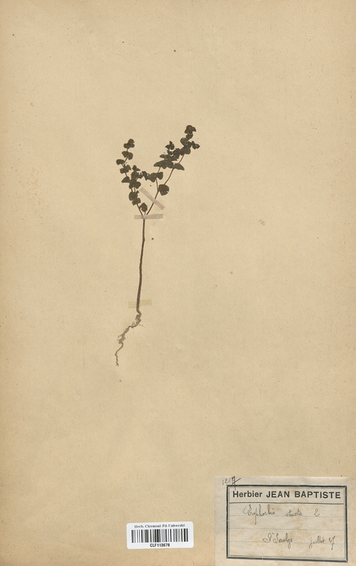 Euphorbia stricta (Euphorbiaceae)