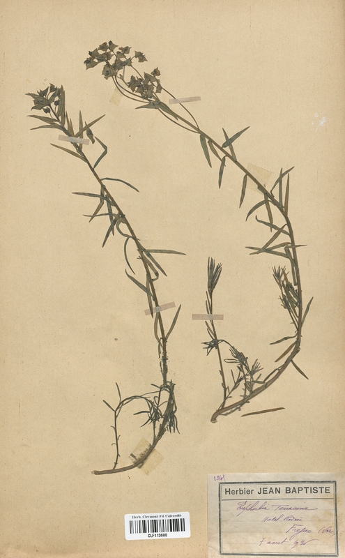 Euphorbia tenacina (Euphorbiaceae)