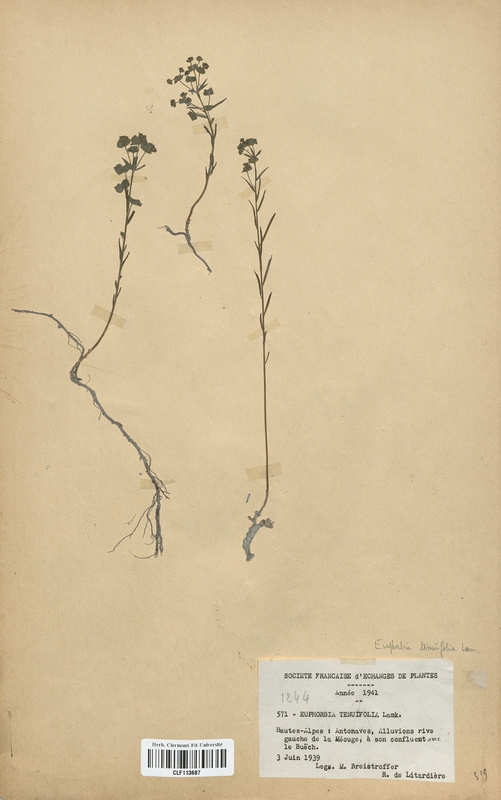 Euphorbia tenuifolia (Euphorbiaceae)