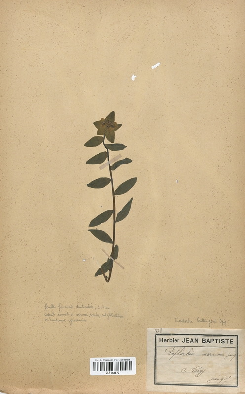 Euphorbia verrucosa (Euphorbiaceae)