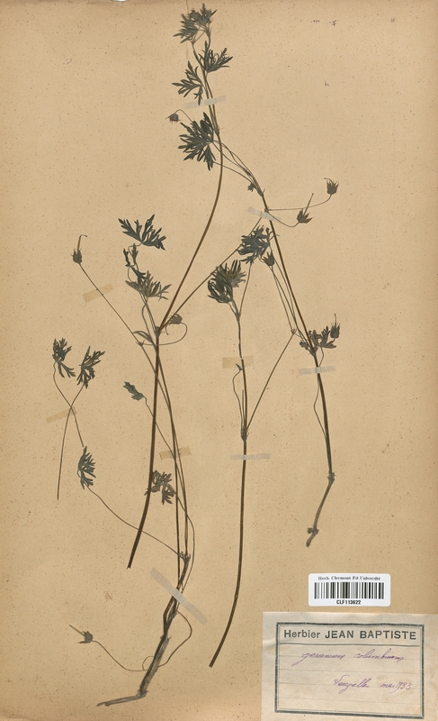 Geranium columbinum (Geraniaceae)