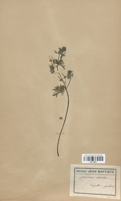 Geranium dissectum (Geraniaceae)