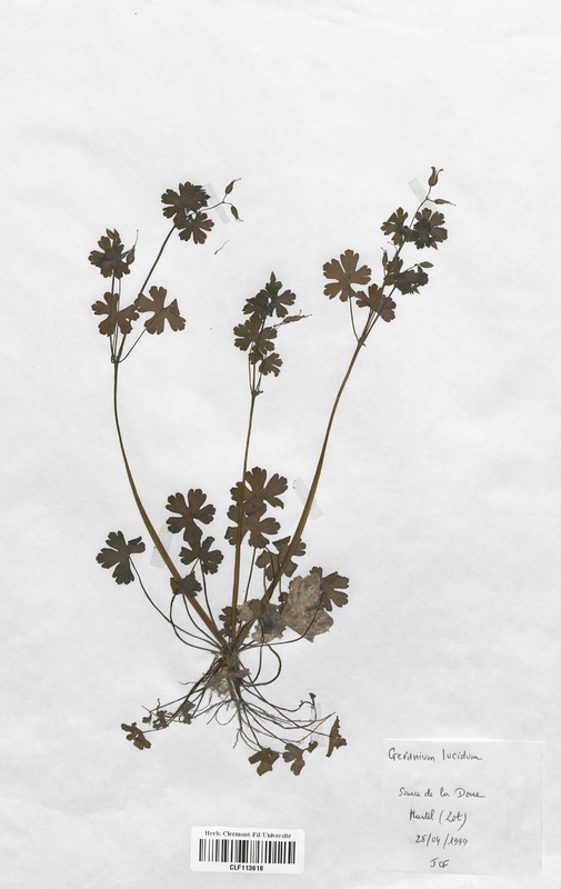 Geranium lucidum (Geraniaceae)